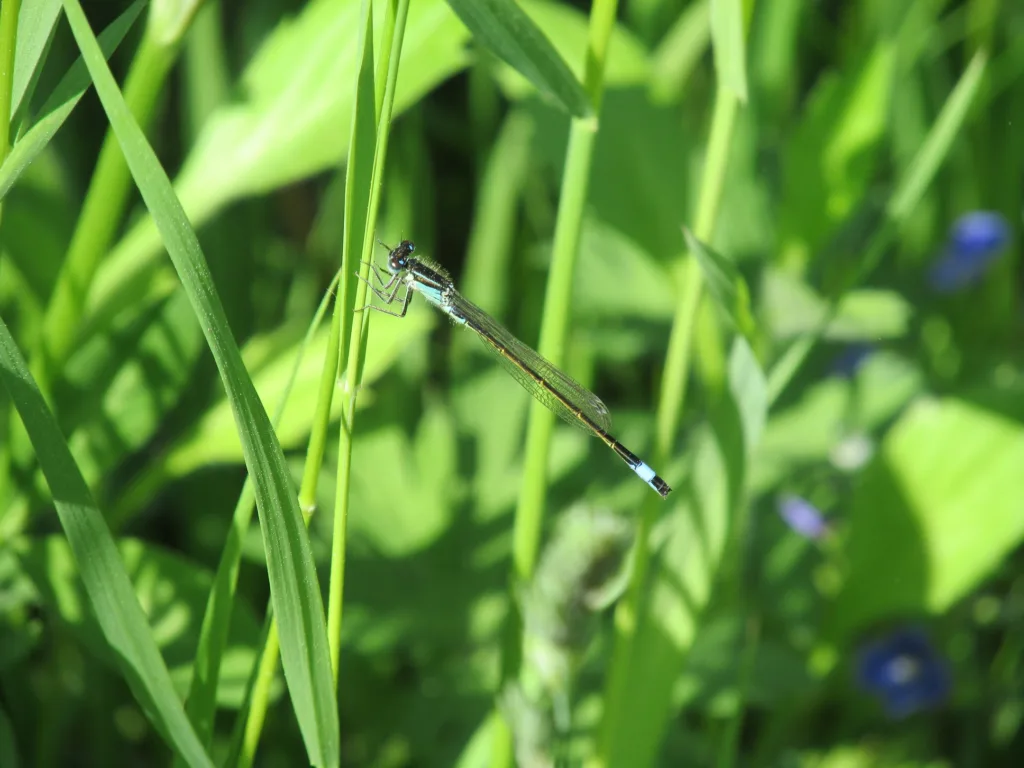 Zdjęcie przedstawia owada siedzącego w trawie.