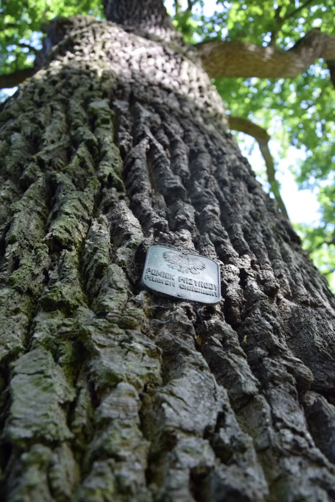 Zbliżenie na drzewo – pomnik przyrody.