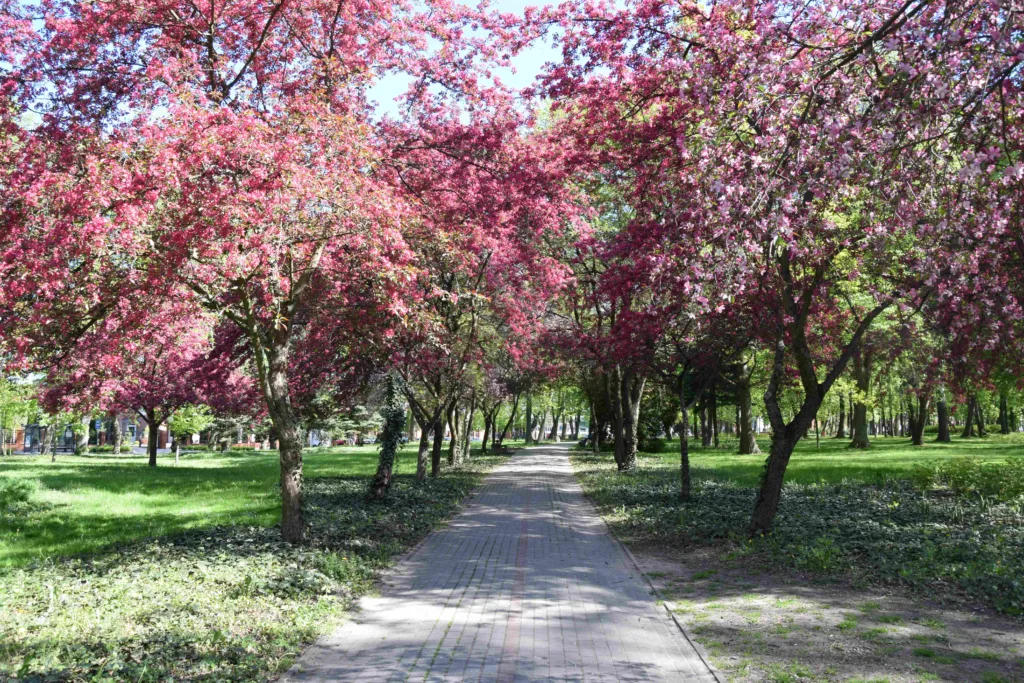 Park – widok na aleję z kwitnącymi drzewami.